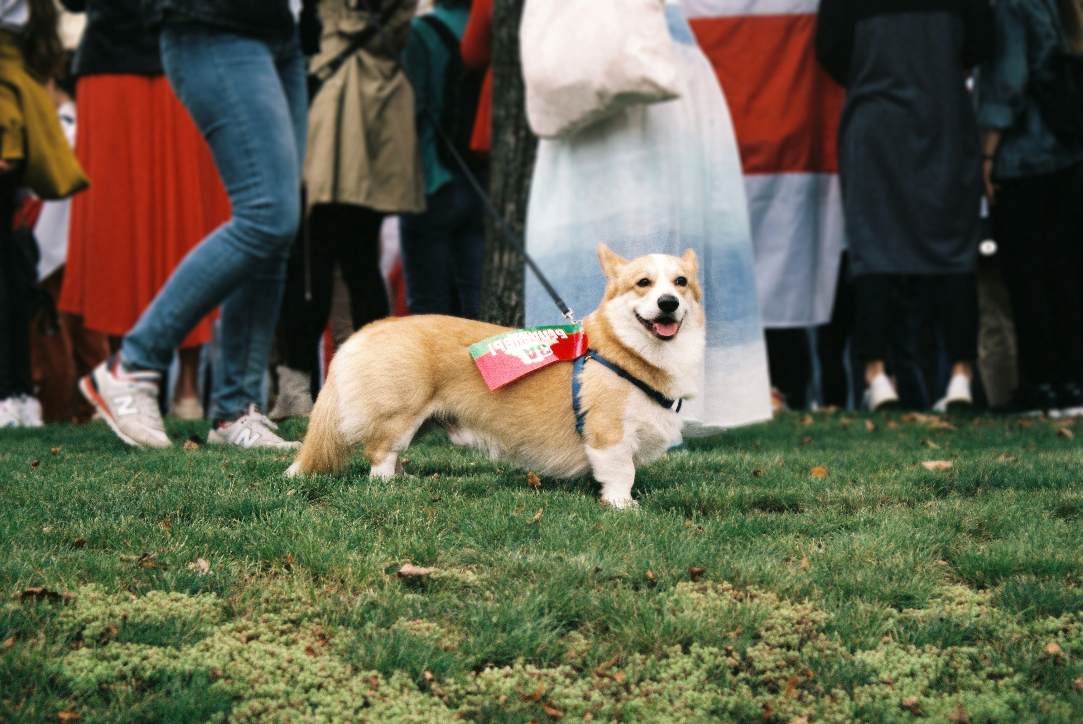 brown and white corgi dog on green grass field during daytime